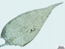 Jochenia pallescens