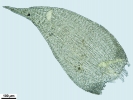 Jochenia pallescens
