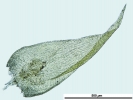 Jochenia pallescens