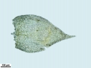 Jochenia pallescens