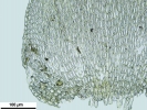 Jochenia pallescens