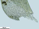 Jochenia pallescens