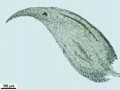 Jochenia pallescens