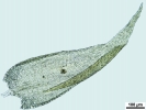 Jochenia pallescens