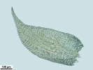 Jochenia pallescens