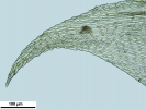 Jochenia pallescens