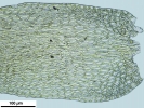 Jochenia pallescens