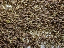 Frullania asagrayana