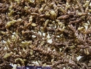 Frullania asagrayana