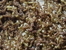 Frullania asagrayana