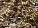 Frullania asagrayana