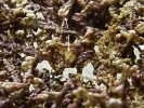 Frullania asagrayana