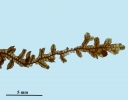 Frullania asagrayana