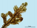 Frullania asagrayana