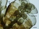 Frullania asagrayana