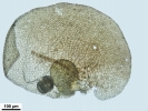 Frullania asagrayana