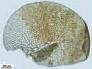 Frullania asagrayana
