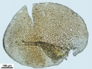 Frullania asagrayana