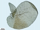Frullania asagrayana