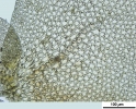 Frullania asagrayana