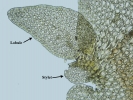 Frullania asagrayana