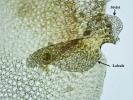 Frullania asagrayana