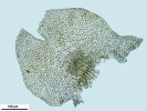 Frullania asagrayana