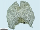 Frullania asagrayana