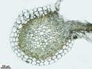 Sphagnum meridense