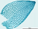 Sphagnum meridense
