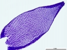 Sphagnum meridense