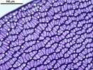 Sphagnum meridense