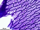 Sphagnum meridense