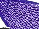 Sphagnum meridense