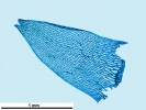 Sphagnum meridense