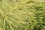 Brachythecium tenuicaule