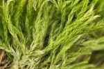 Brachythecium tenuicaule