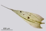 Brachythecium tenuicaule
