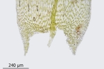 Brachythecium tenuicaule