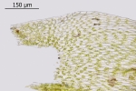 Brachythecium tenuicaule
