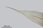 Brachythecium tenuicaule