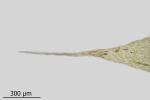 Brachythecium tenuicaule