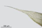 Brachythecium tenuicaule