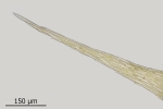 Brachythecium tenuicaule