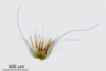 Brachythecium tenuicaule