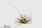 Brachythecium tenuicaule