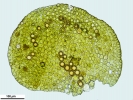 Frullania fragilifolia