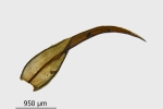 Didymodon giganteus