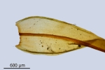 Didymodon giganteus