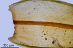 Didymodon giganteus